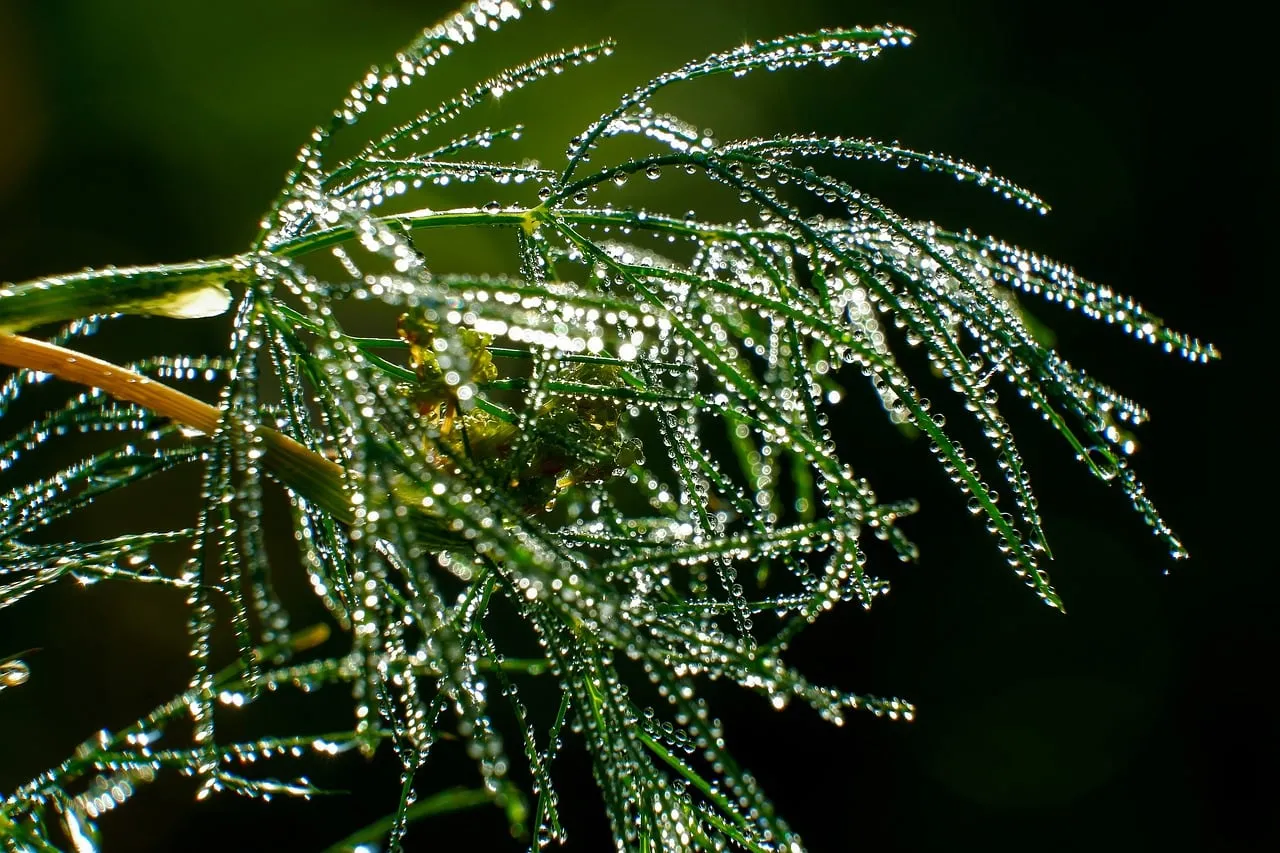Sparkling Dewdrops Adorn Lush Green Foliage at Dawn