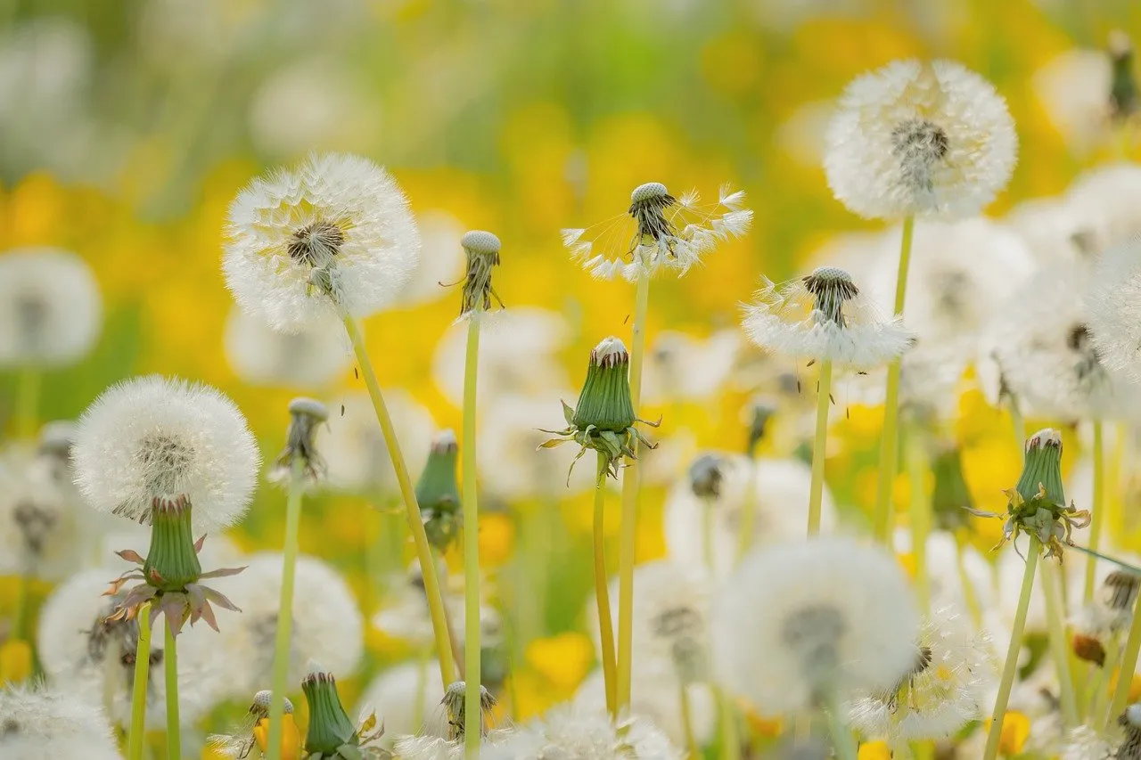 Enchanting Dandelion Field: A Macro Dream
