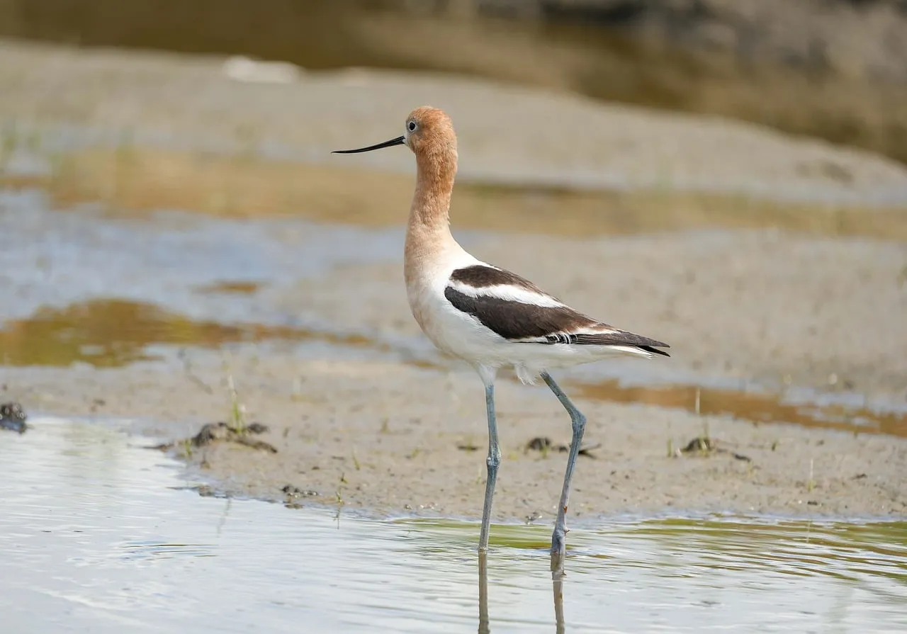 Graceful American Avocet Wading in Natural Wetland