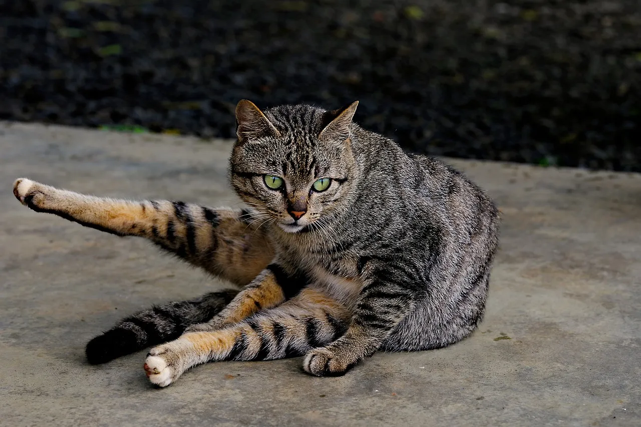 Captivating Green-Eyed Tabby: Ultimate Relaxation Pose