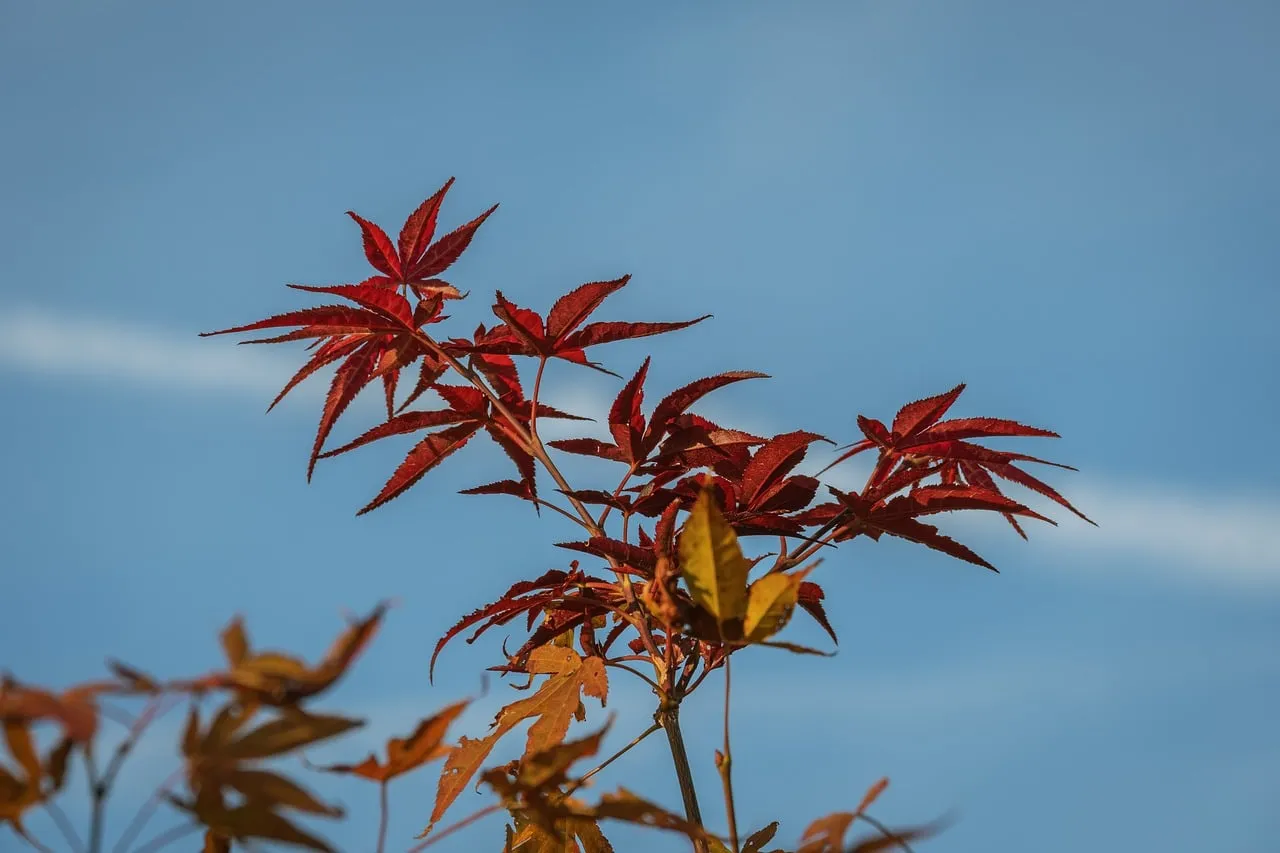 Vibrant Red Maple Leaves Against a Clear Blue Sky