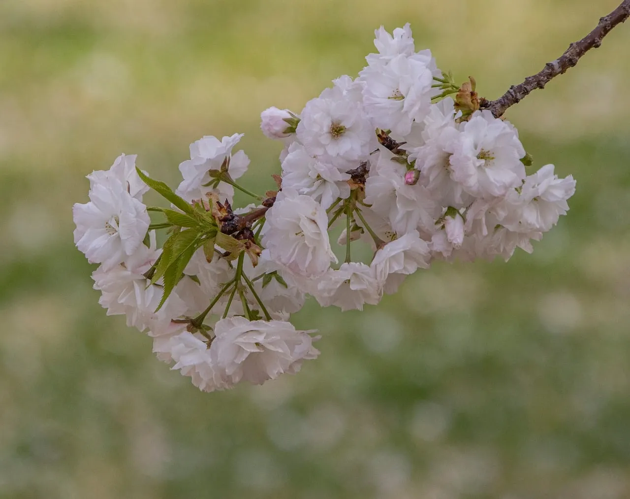 Delicate White Cherry Blossoms: Spring's Gentle Embrace