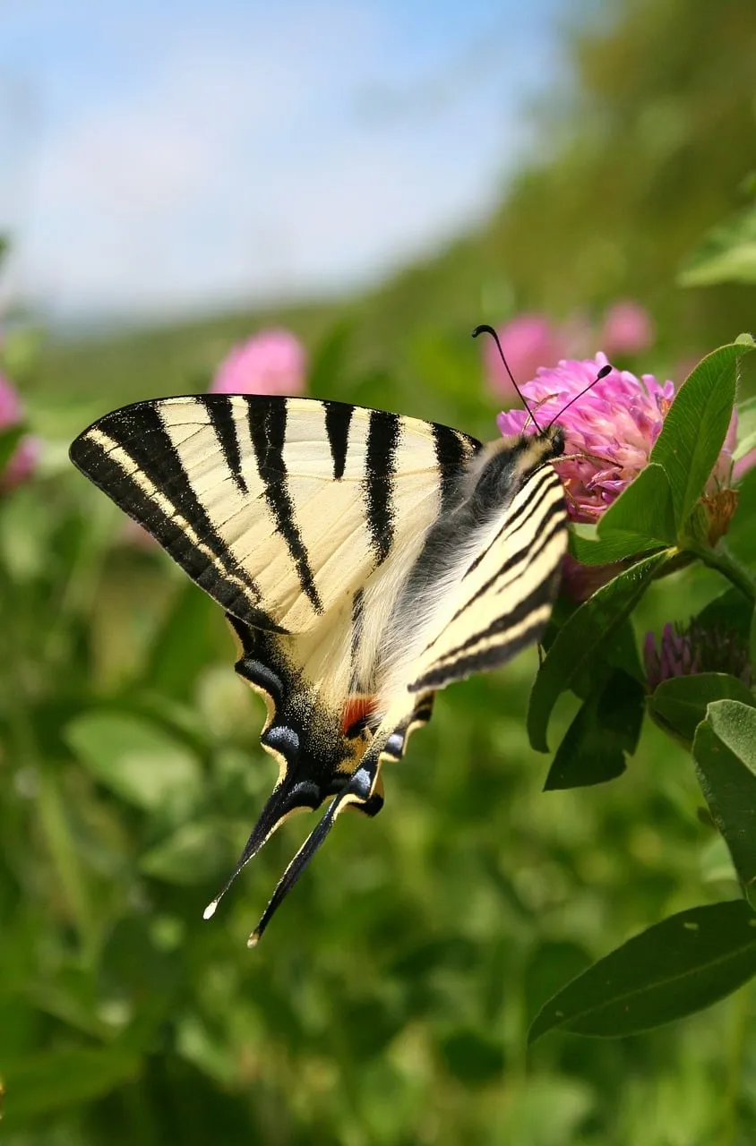 Vibrant Scarce Swallowtail Butterfly on Pink Clover