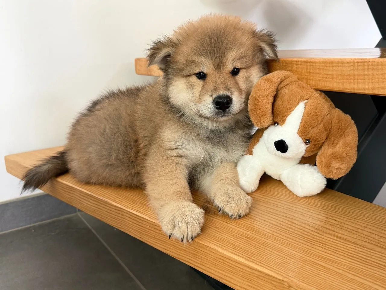 Adorable Fluffy Puppy with Plush Toy on Wooden Stairs