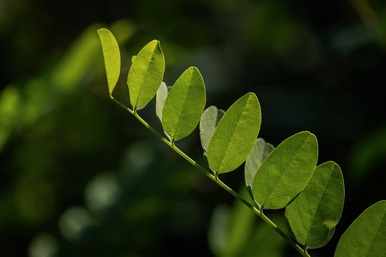 Vibrant Greenery: Sun-Kissed Leaves in Nature's Embrace