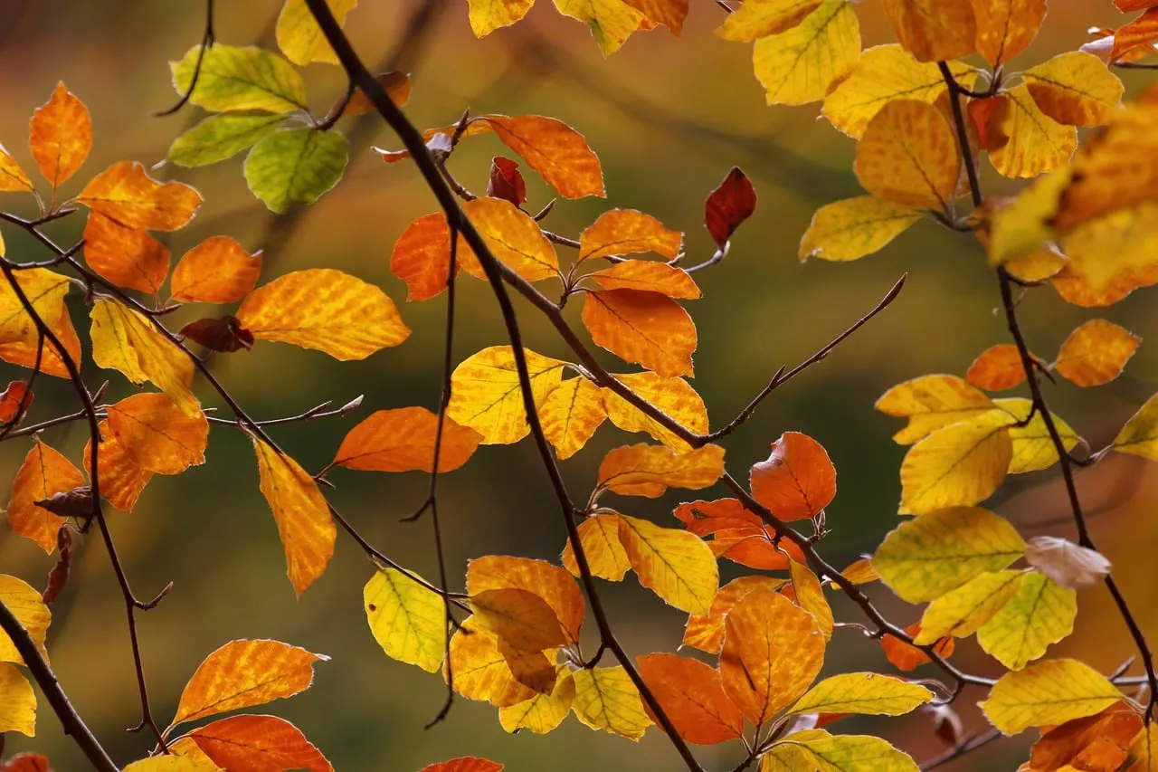 Vibrant Autumn Splendor: Golden Leaves Embracing Nature's Hues