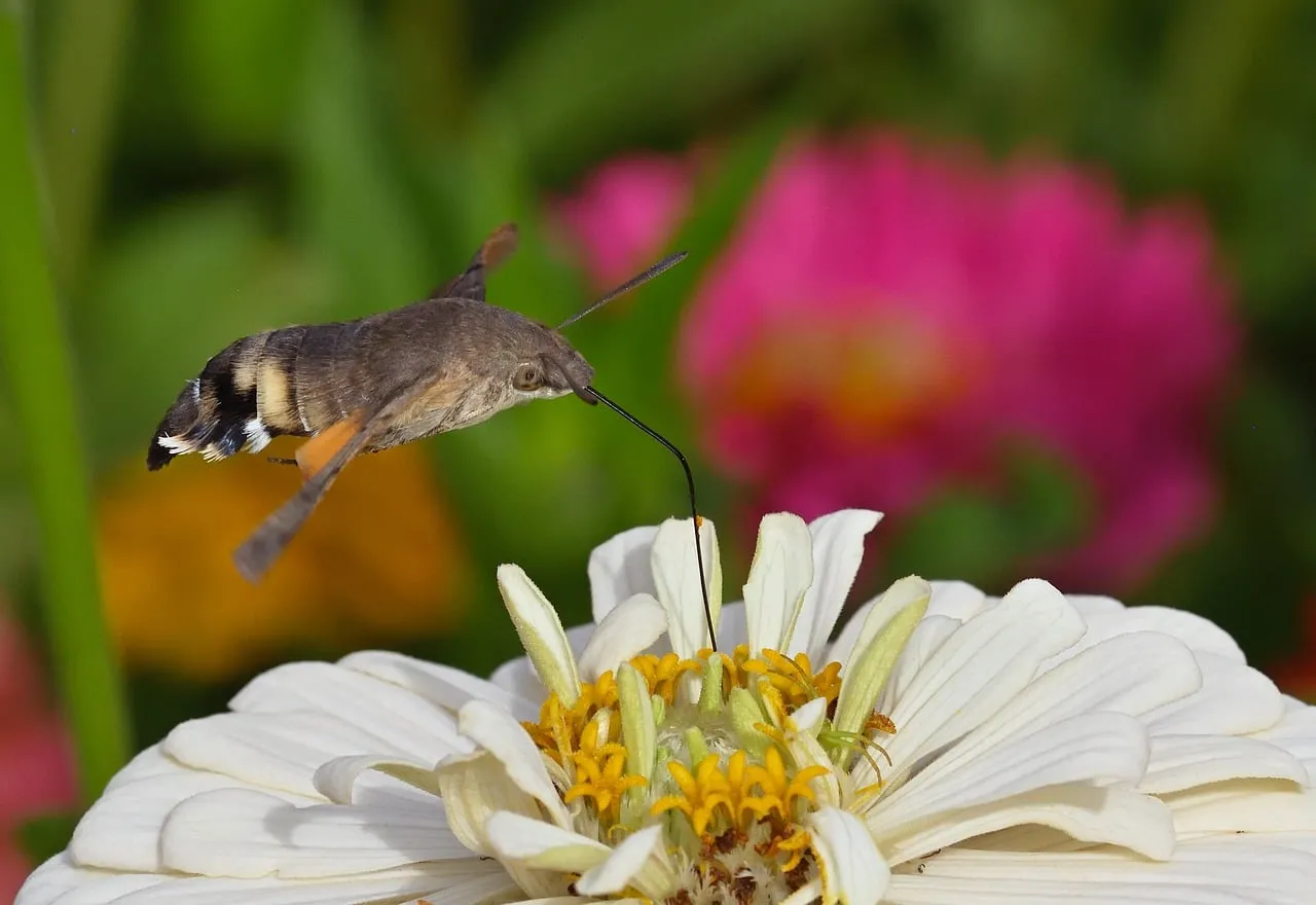 Vibrant Macro: Hummingbird Hawkmoth Pollinating Zinnia