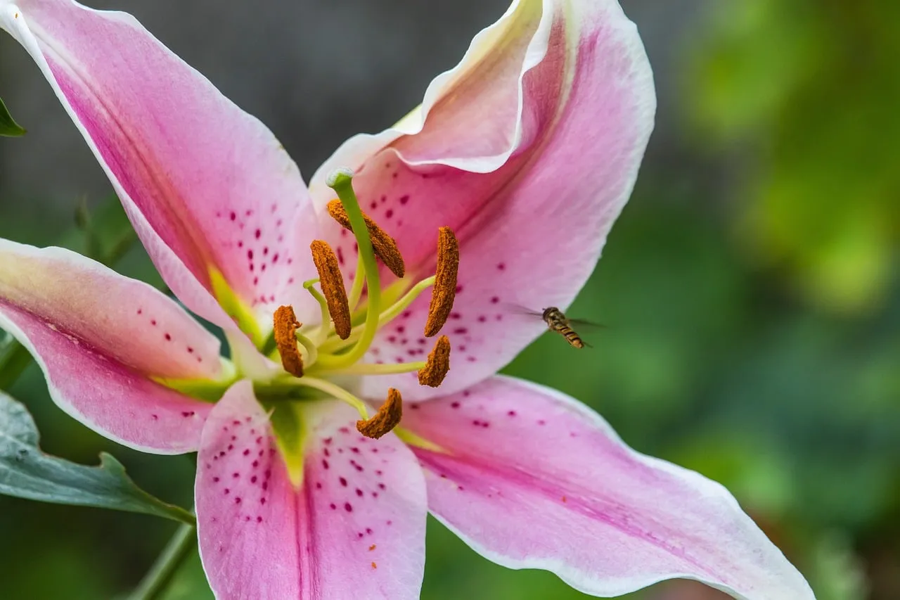 Vibrant Pink Lily Bloom with Hoverfly in Flight
