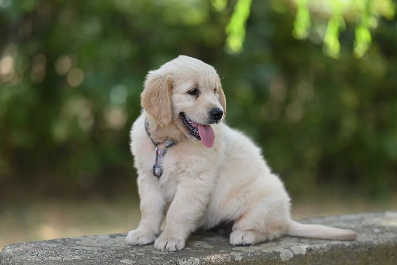 Adorable Golden Retriever Puppy: Playful Outdoor Portrait