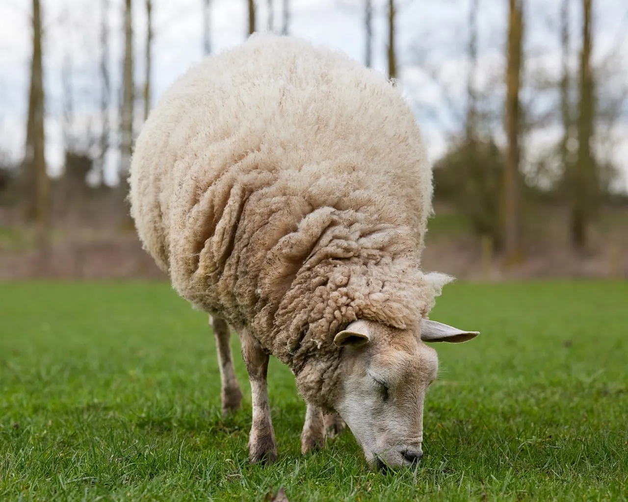 Pastoral Perfection: Gentle Sheep Grazing in a Spring Meadow