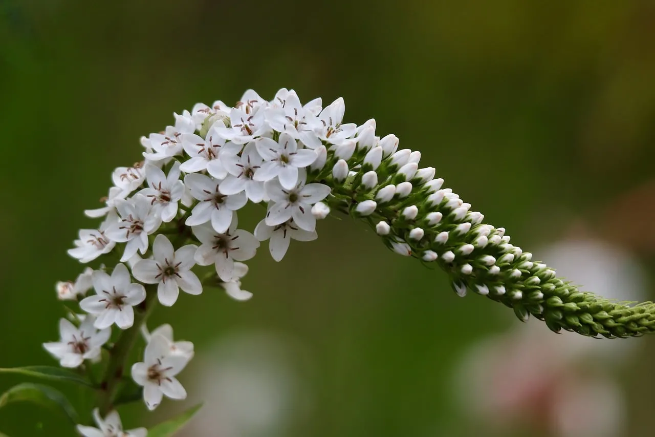 Stunning White Loosestrife: Delicate Blooms on a Verdant Background