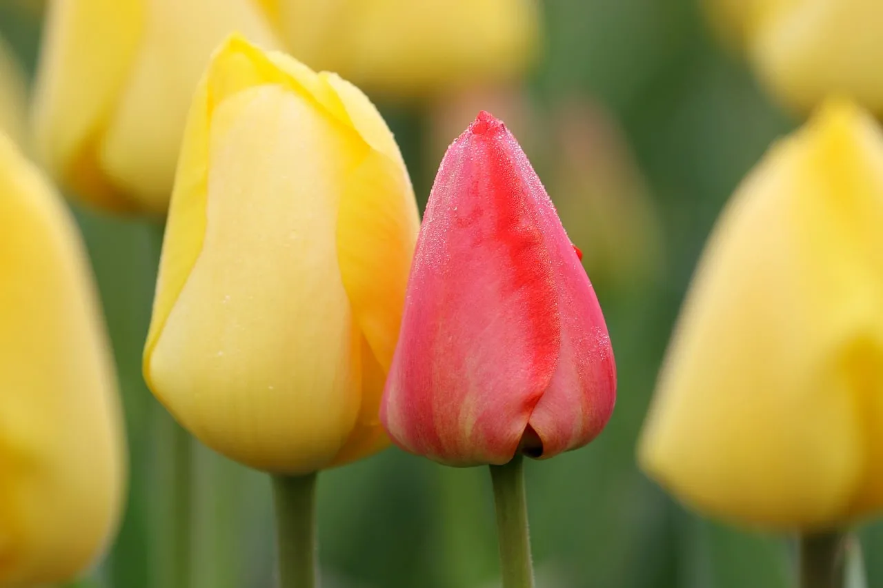 Vibrant Pink & Yellow Tulips: A Spring Garden Macro