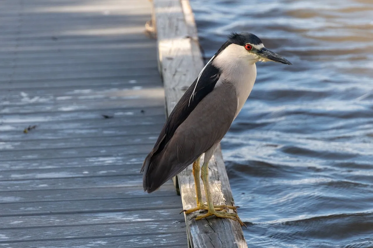Striking Black-Crowned Night-Heron Perched by the Water