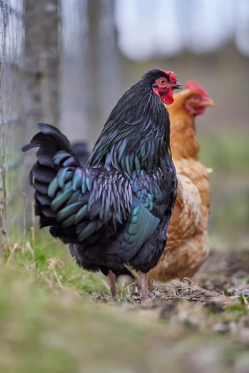 Vibrant Farm Life: Majestic Rooster and Hen Duo