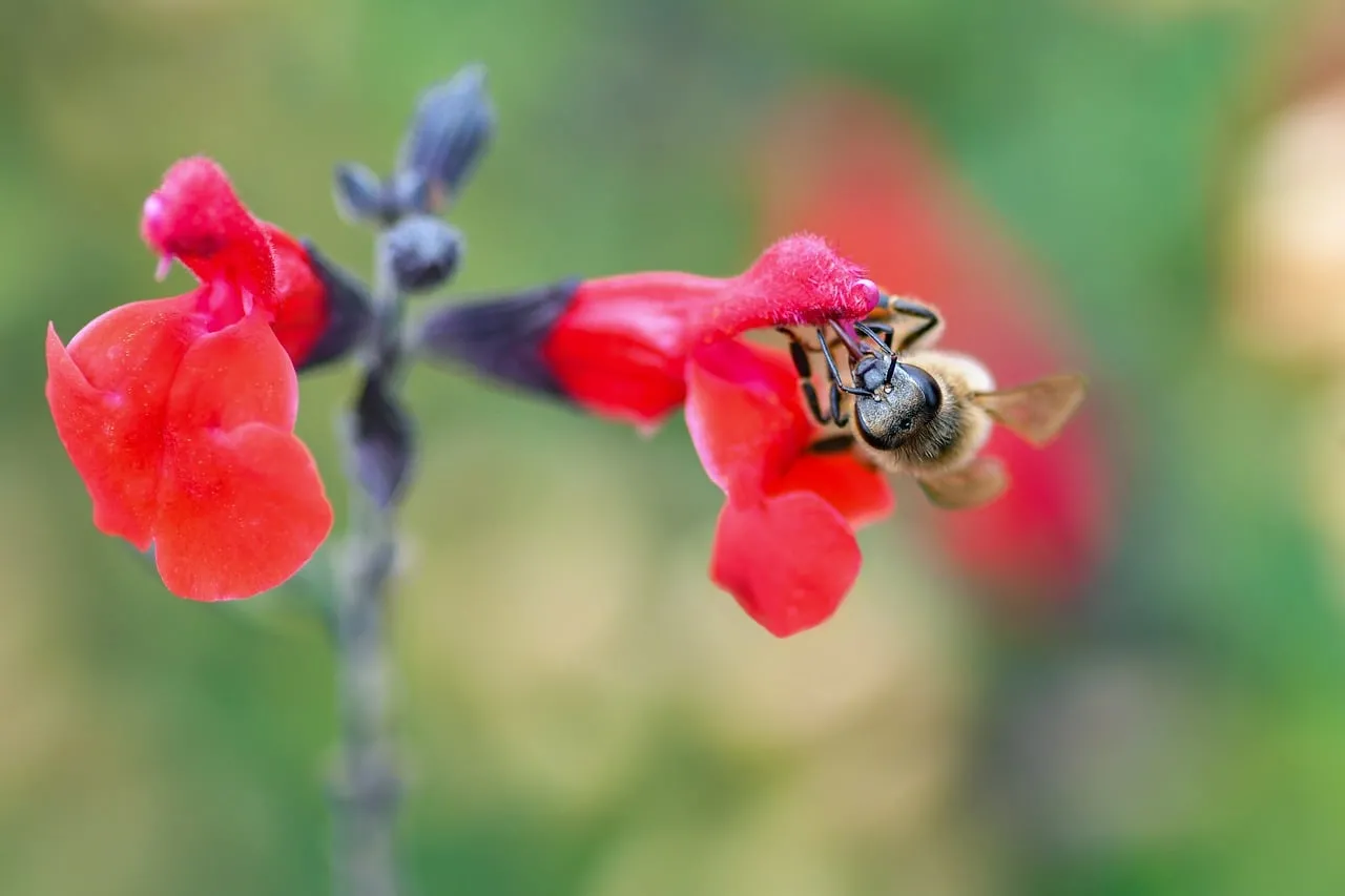 Vibrant Red Flowers: A Bee's Nectar Delight