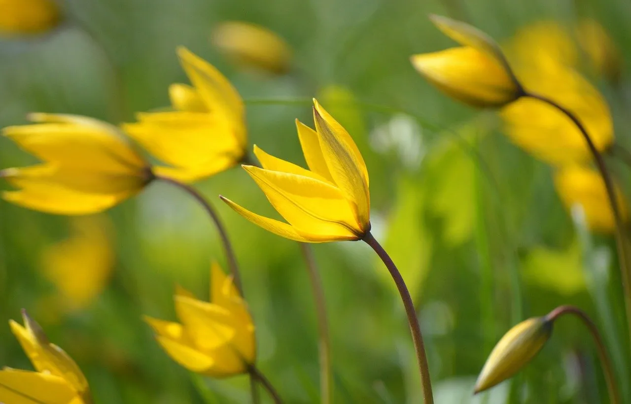 Vibrant Yellow Wild Tulips: Spring's Golden Embrace