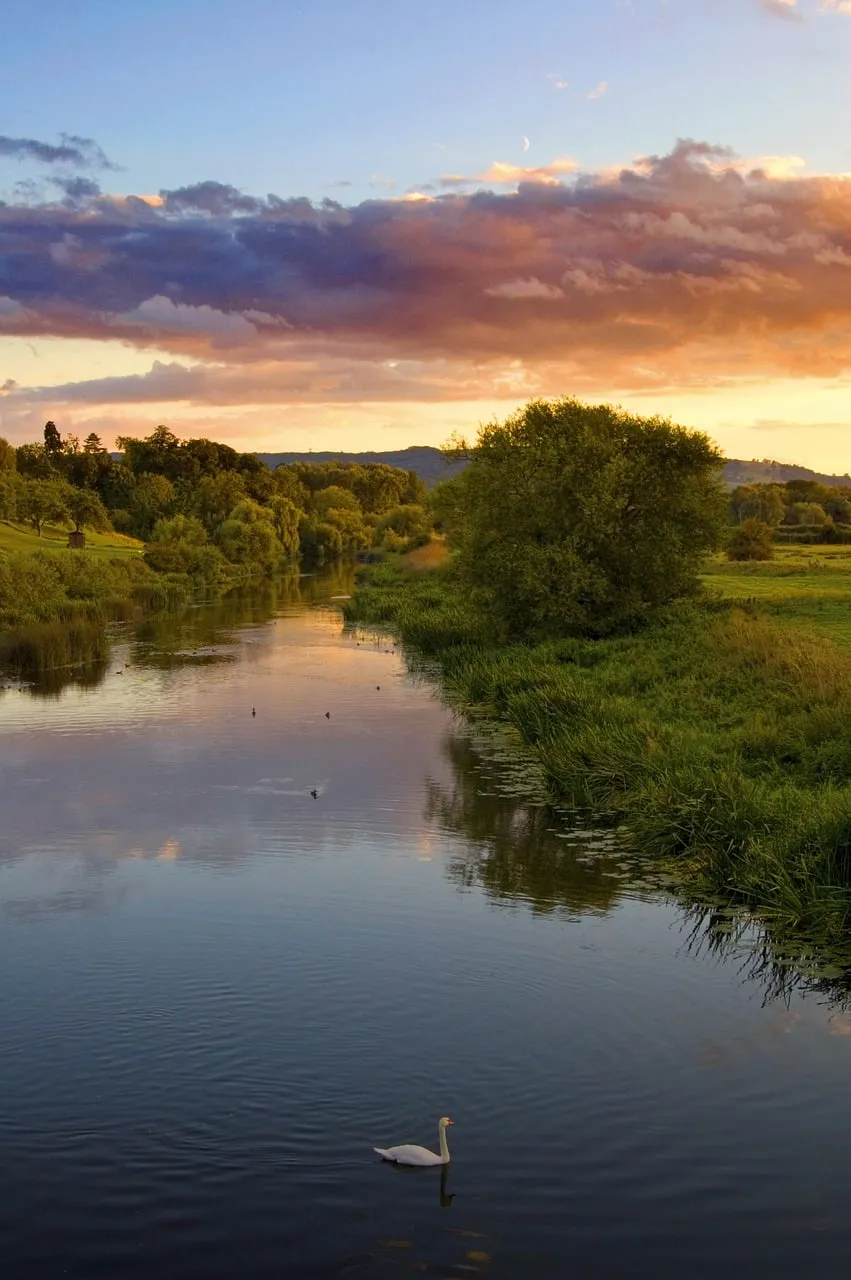Enchanting Sunset Serenity: A Swan's Tranquil River Glide