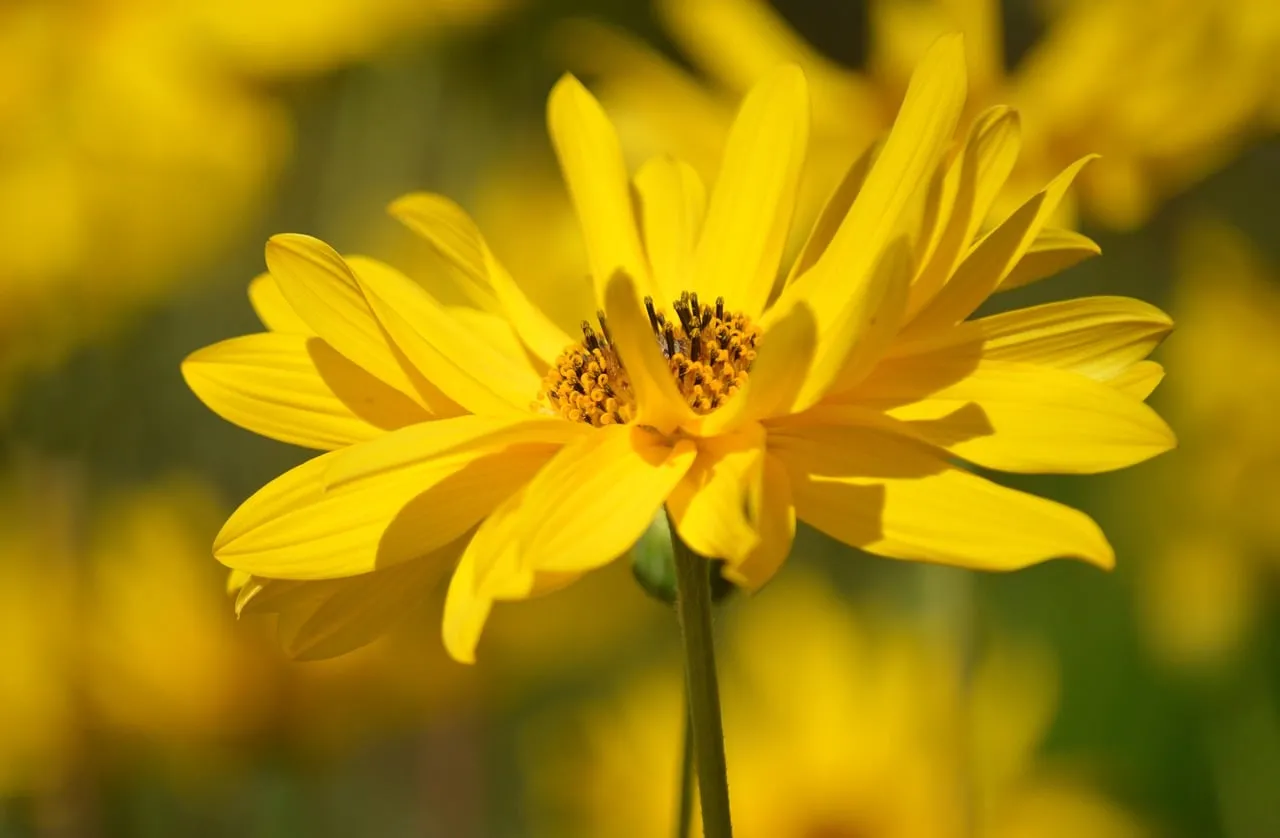 Vibrant Yellow Blooms: Jerusalem Artichoke in Summer Sunlight
