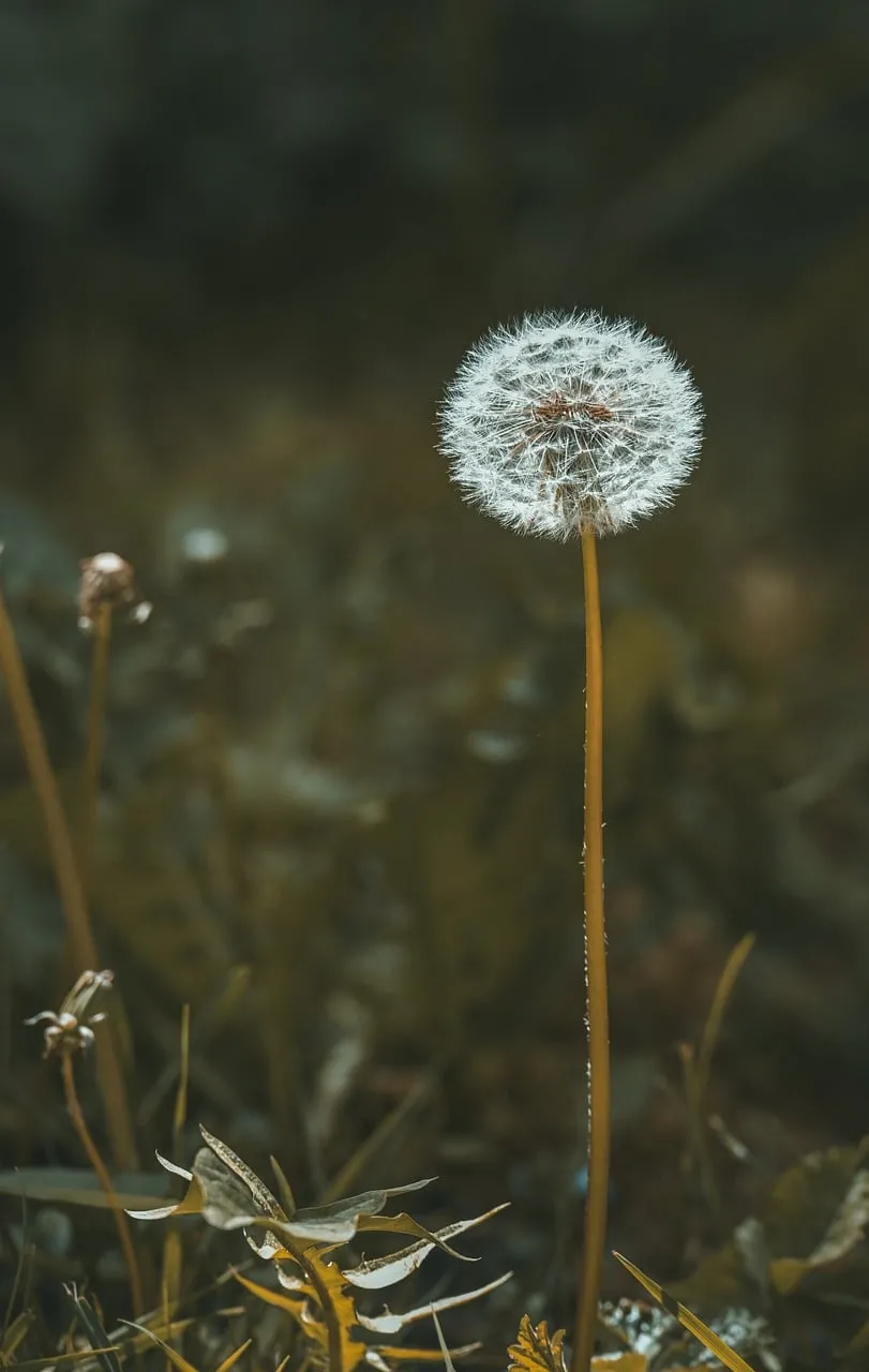 Enchanting Dandelion: A Summer Macro of Nature's Delicate Beauty