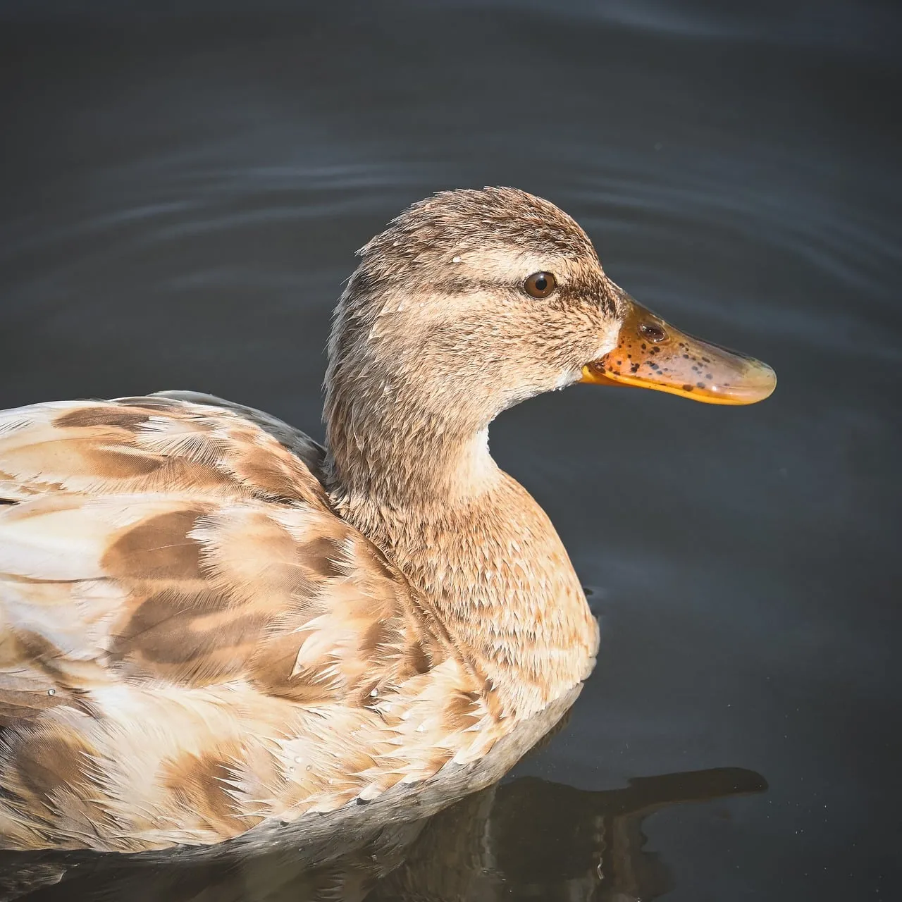 Serene Duck Gliding on Calm Lake Waters