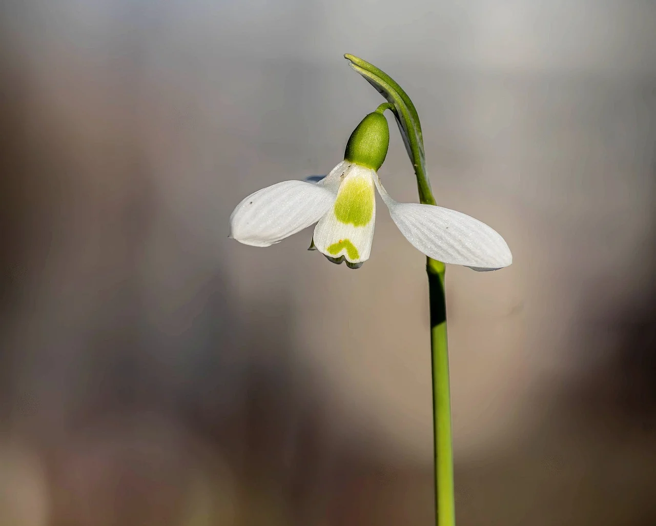 Stunning Macro: Delicate Snowdrop Blooms in Spring