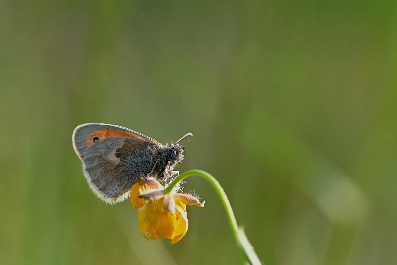 Enchanting Macro: Butterfly on a Wildflower in Golden Sunlight