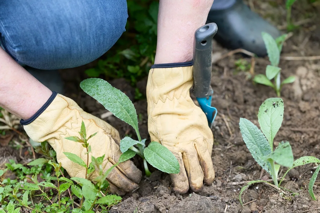 Vibrant Spring Gardening: Nurturing New Life