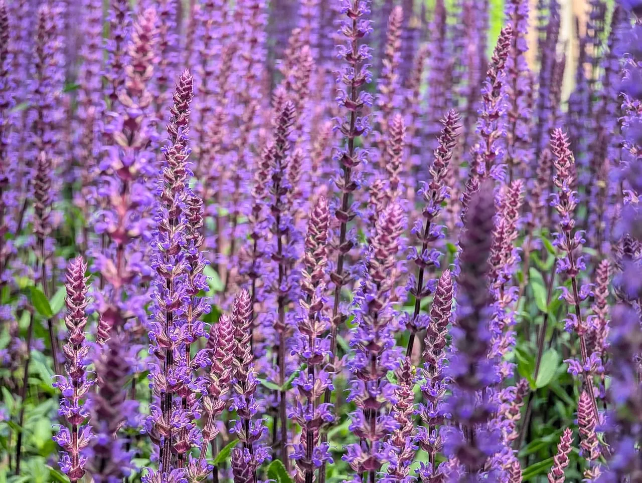 Vibrant Purple Sage Blooms in a Summer Meadow