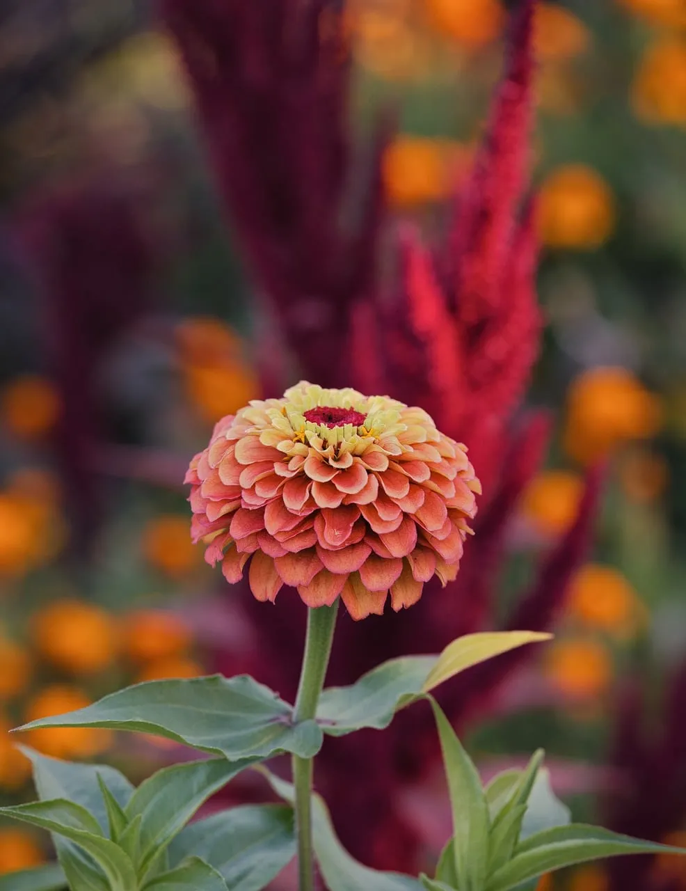 Vibrant Zinnia Bloom: Autumn's Botanical Masterpiece