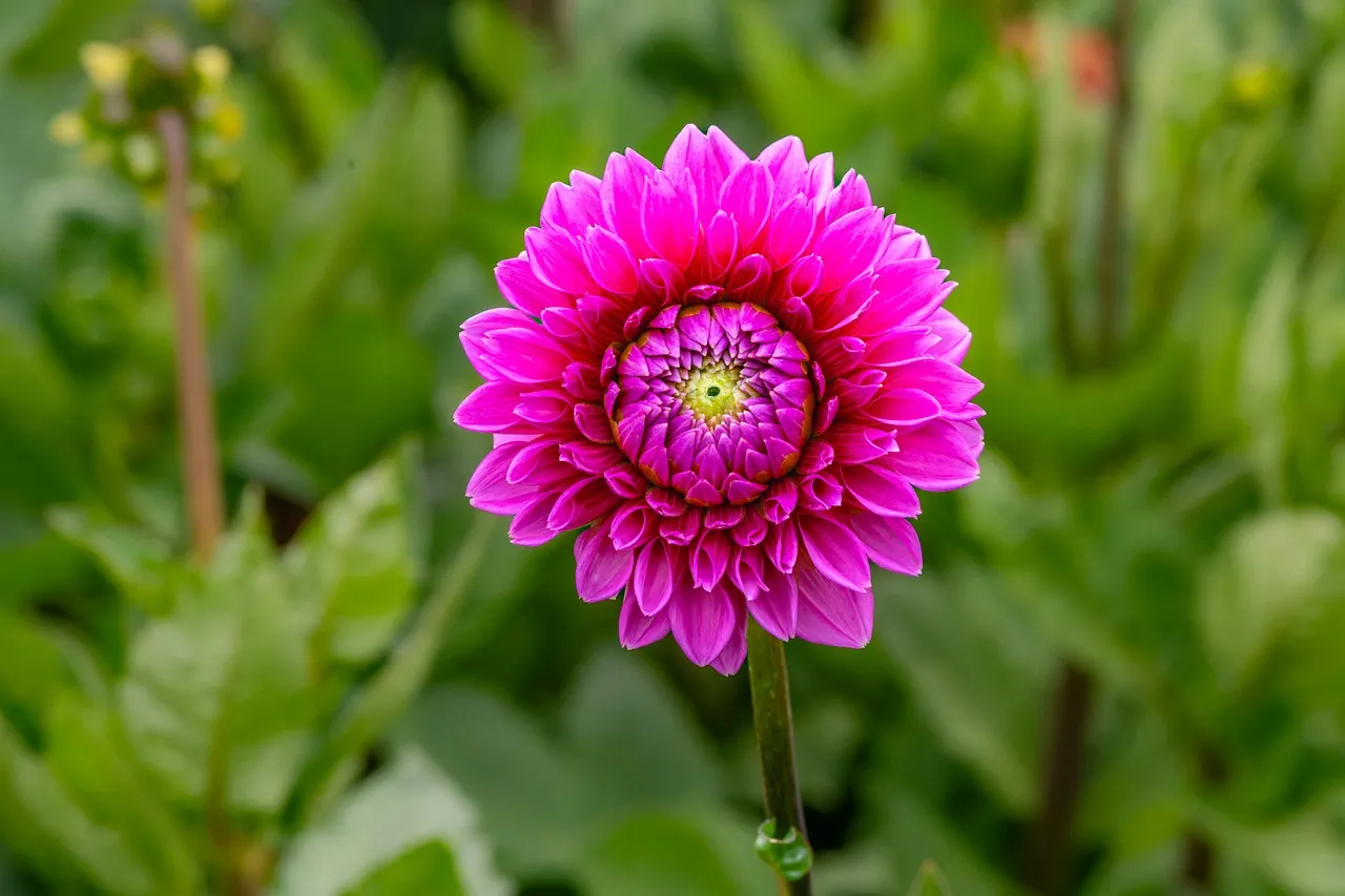 Vibrant Pink Dahlia Bloom: Nature's Perfect Masterpiece