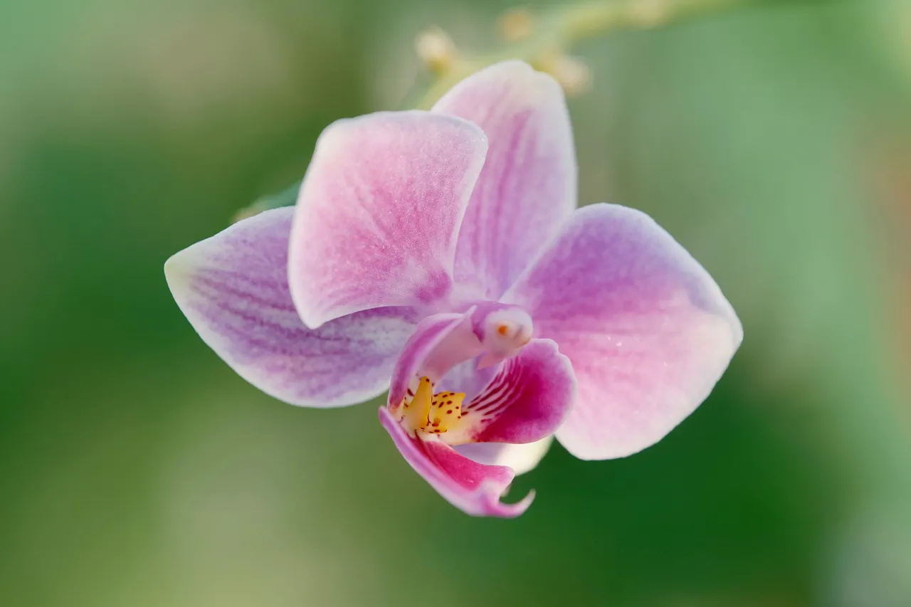 Stunning Orchid Bloom: Delicate Petals in Macro HD