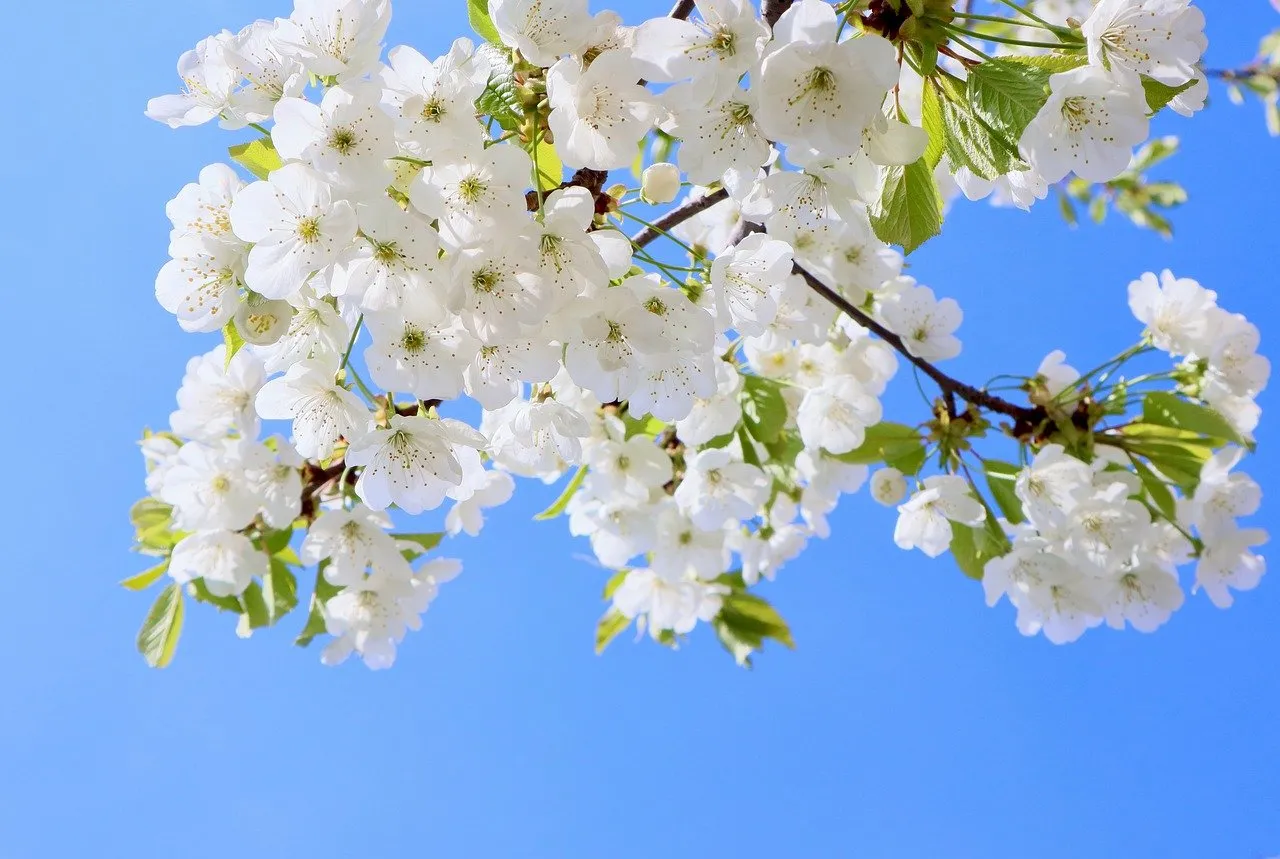 Breathtaking White Cherry Blossoms Against a Vivid Blue Sky