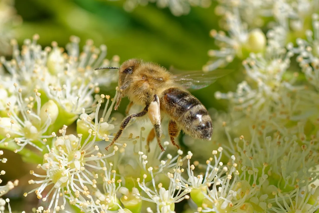 Vibrant Spring: Honeybee's Nectar Dance on White Blooms