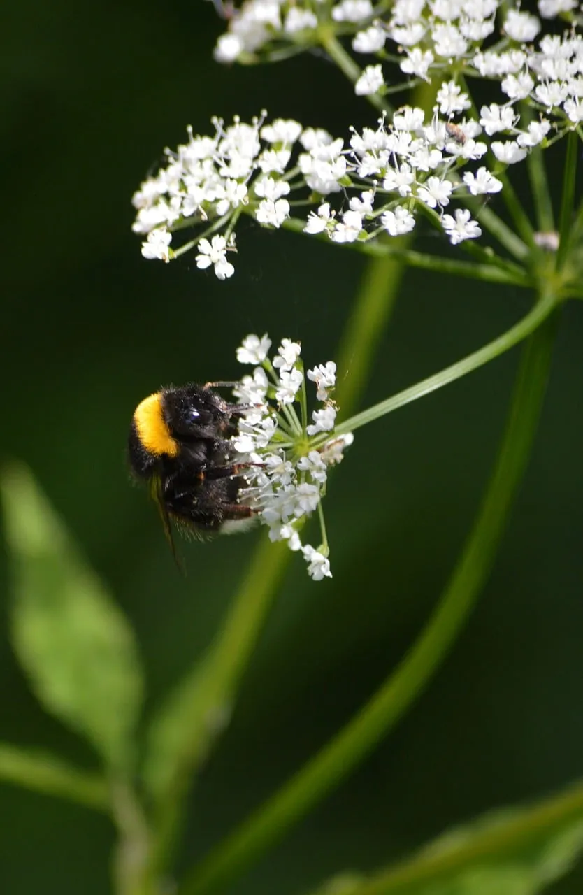 Vibrant Bumblebee Pollinating White Blossom in Summer Garden
