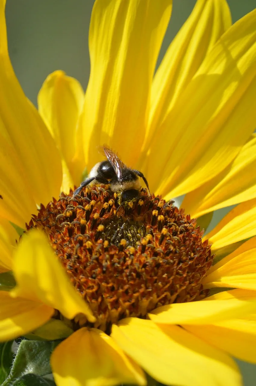 Vibrant Sunflower Buzz: A Bee's Golden Harvest