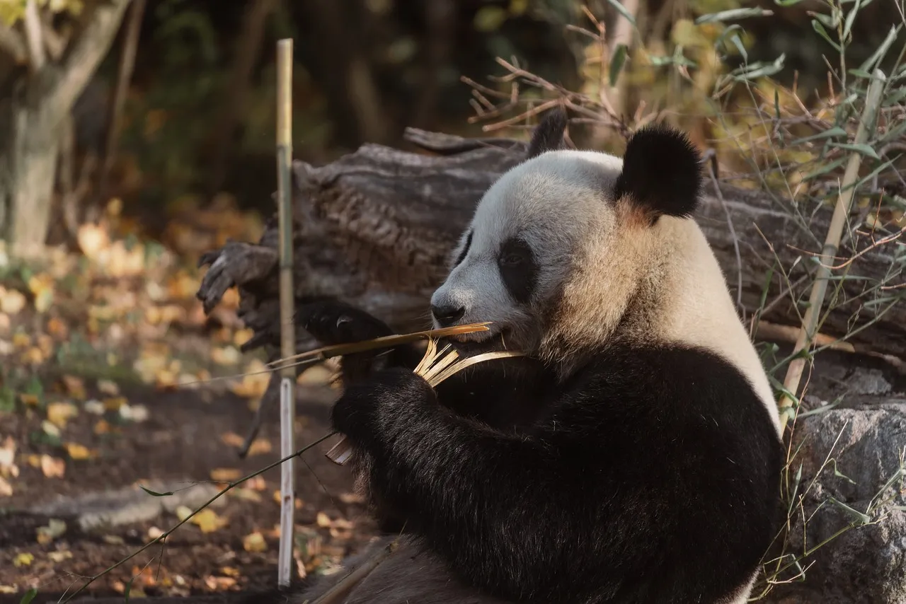 Enchanting Panda Munching Bamboo: A Wildlife Close-Up