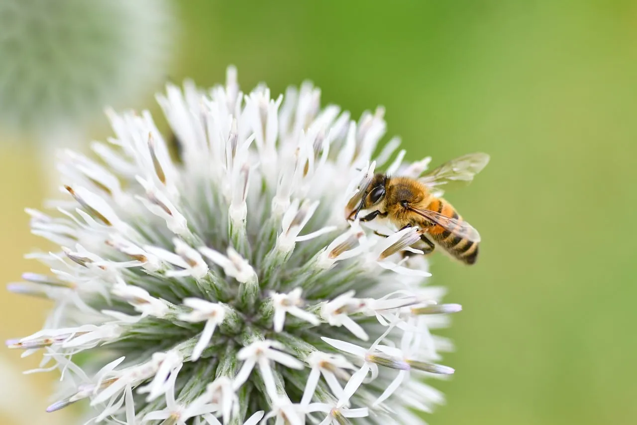 Vibrant Macro: Honey Bee on White Echinops Flower