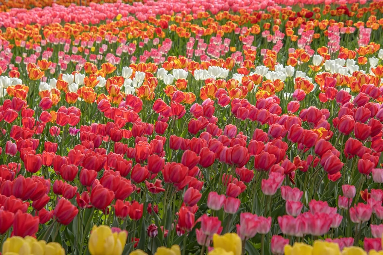 Vibrant Tulip Fields: A Kaleidoscope of Spring Colors