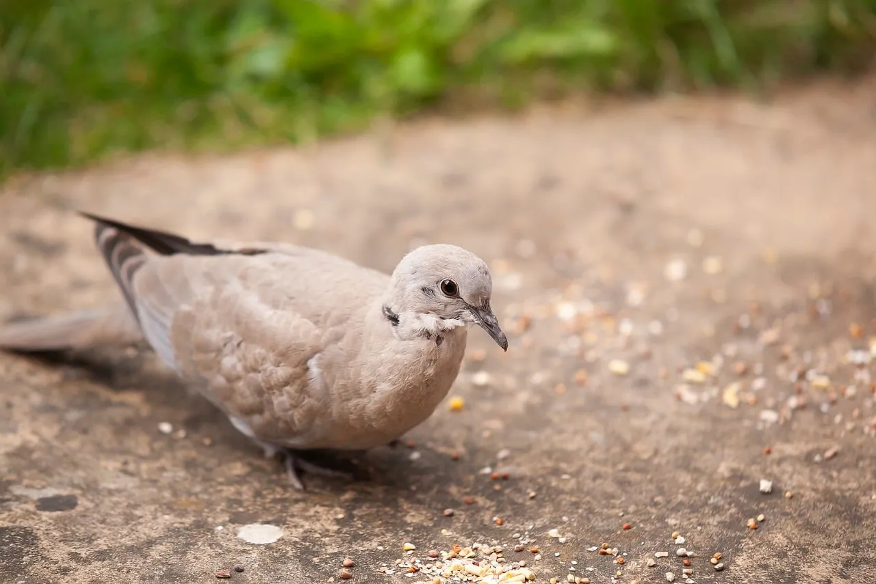 Charming Collared Dove Fledgling Foraging in a Garden