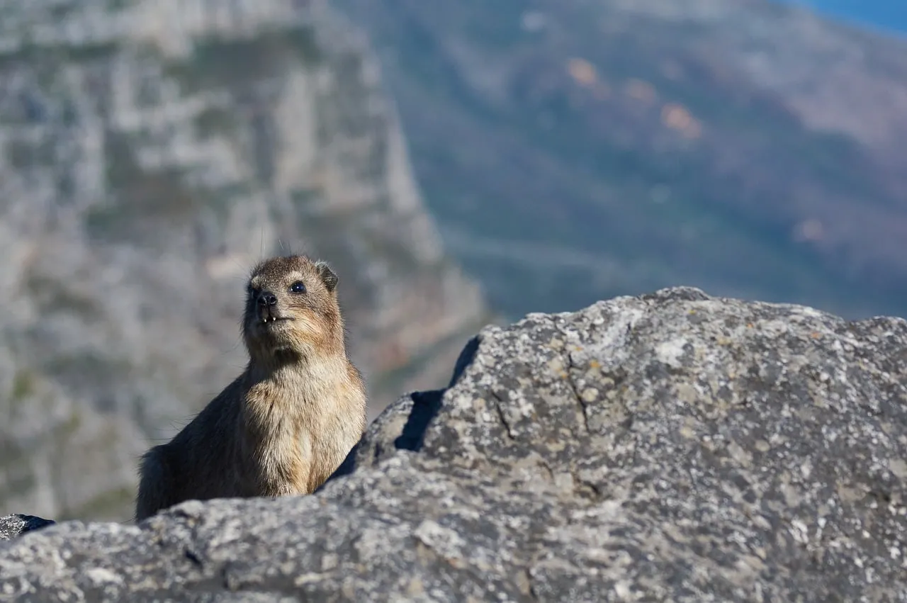 Enchanting Rock Hyrax: Mountain Watcher