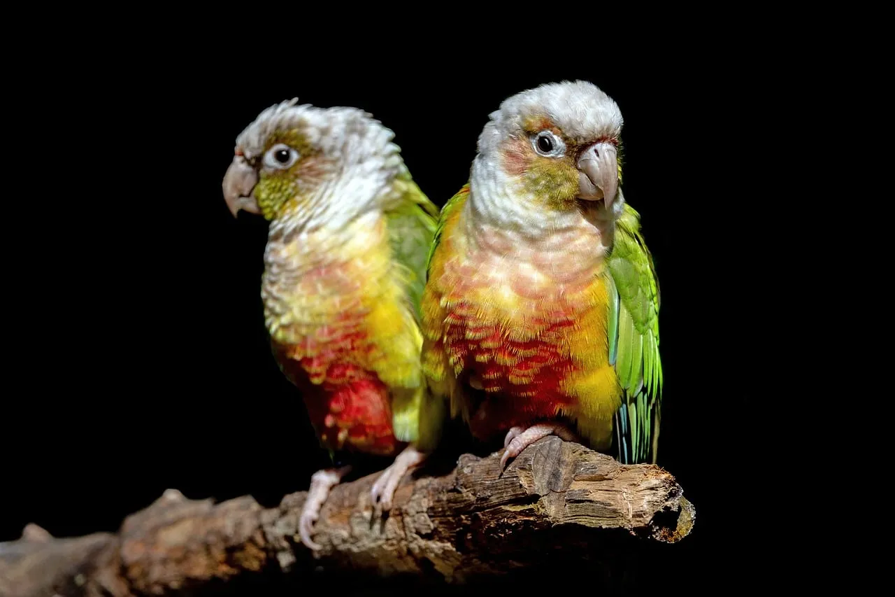 Vibrant Pair of Conure Parrots: Exotic Feathers on Dark
