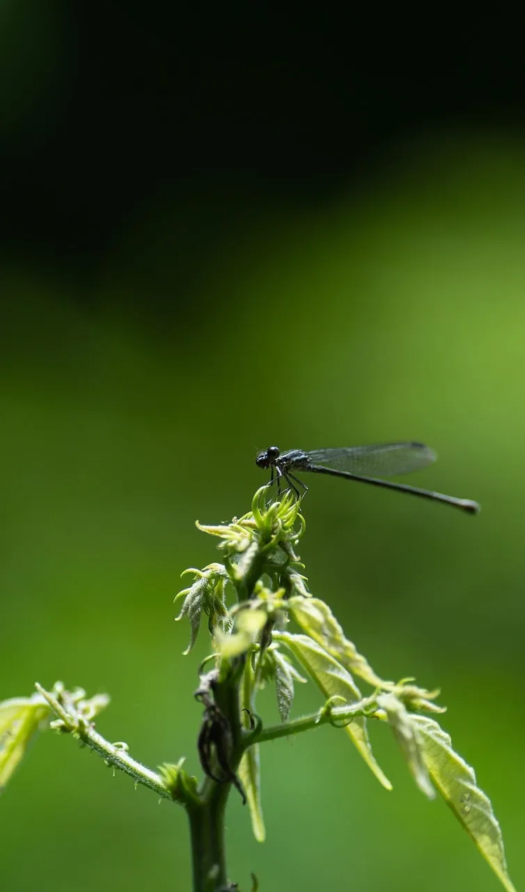 Vibrant Summer Scene: Tiny Dragonfly on Green Plant