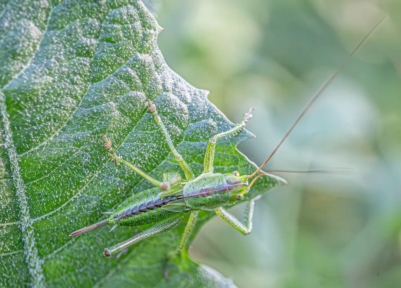 Vibrant Macro: Green Grasshopper on Dew-Kissed Leaf
