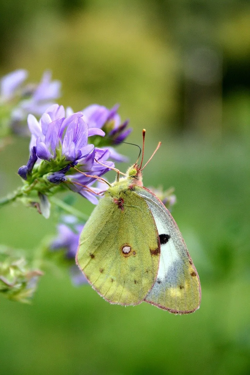 Vibrant Yellow Butterfly Gracing Delicate Purple Wildflowers