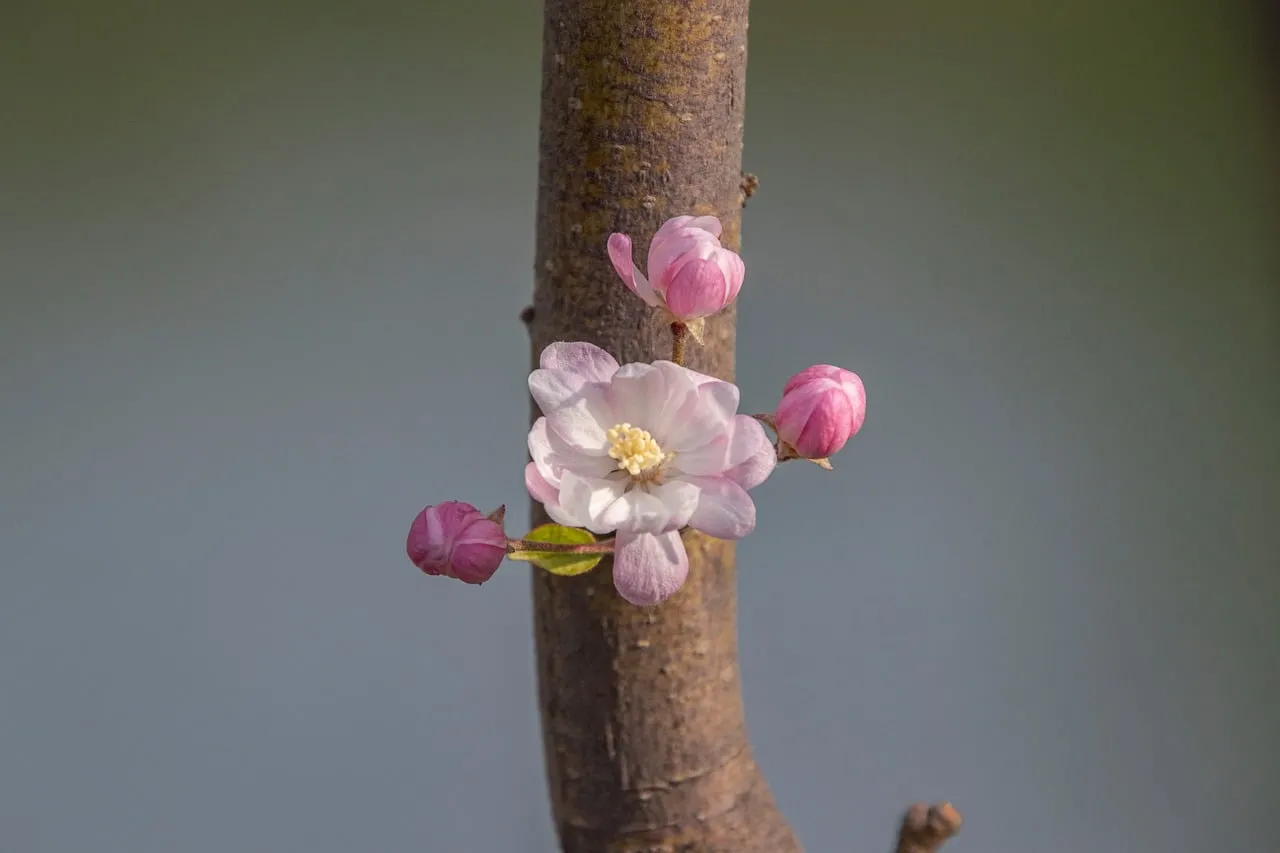 Exquisite Peach Blossoms: A Macro of Spring's Delicate Beauty