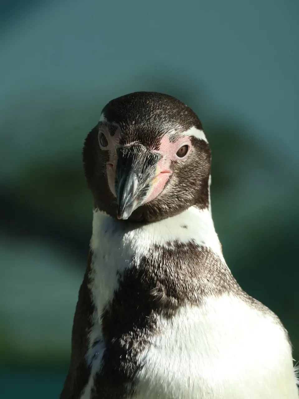 Striking Portrait of a Humboldt Penguin in Detail
