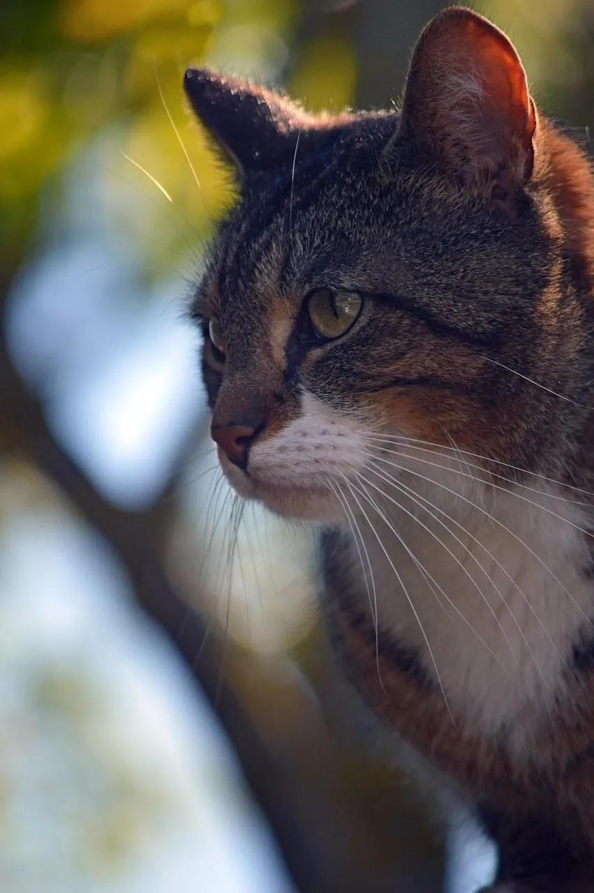 Enchanting Gaze: A Curious Cat's Outdoor Portrait