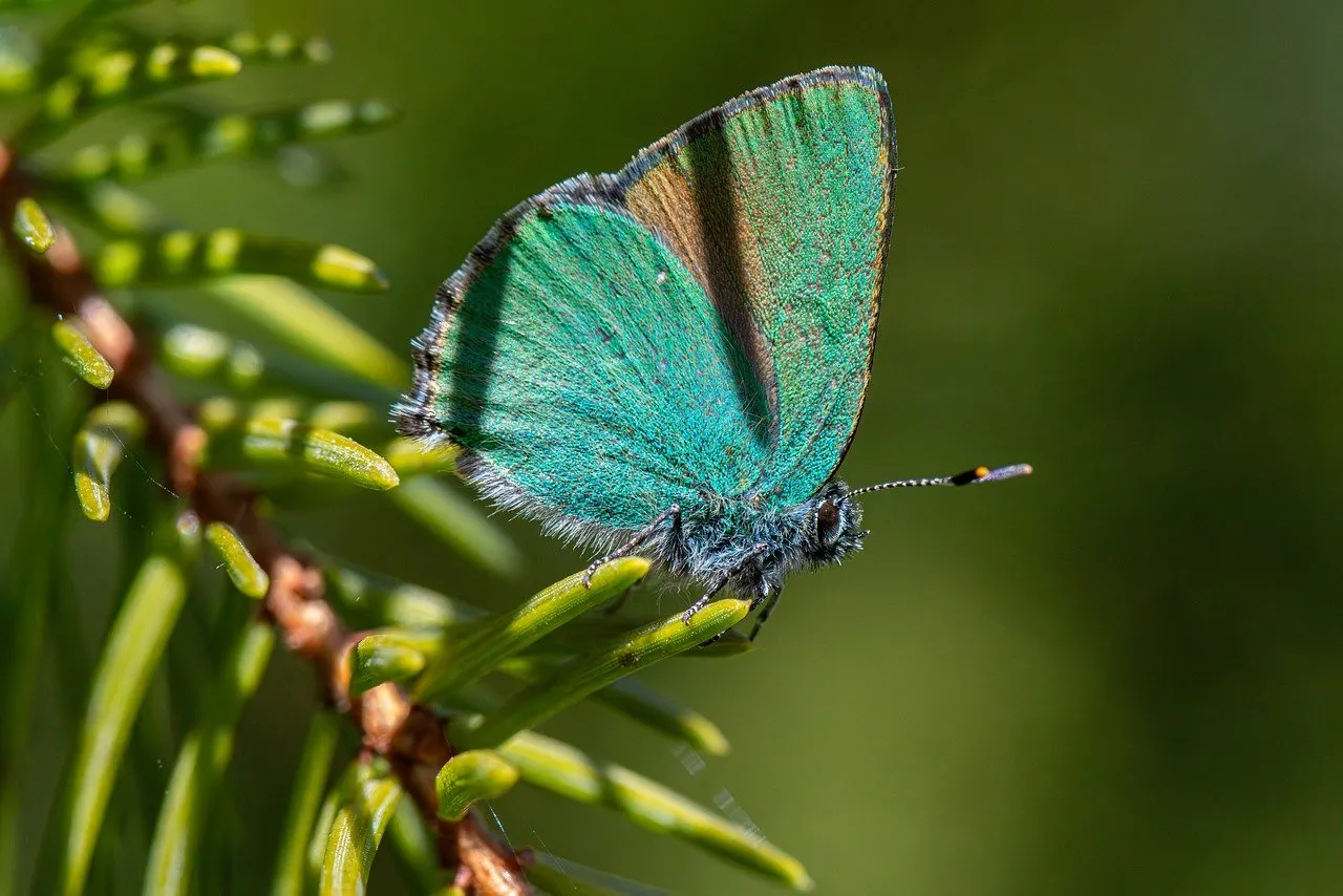 Vibrant Green Hairstreak: A Macro Gem in Nature's Embrace