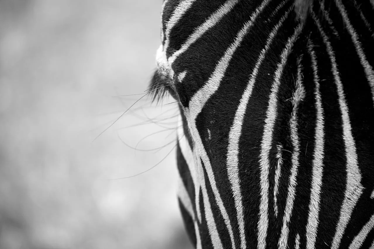 Striking Zebra Stripes: A Close-up of Nature's Art