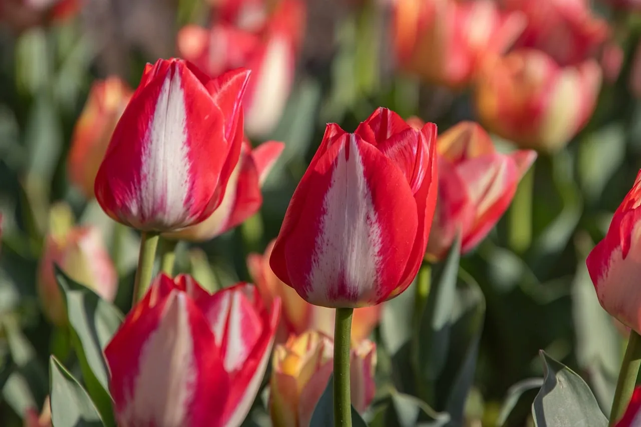Vibrant Red and White Tulips Blooming in Spring Garden
